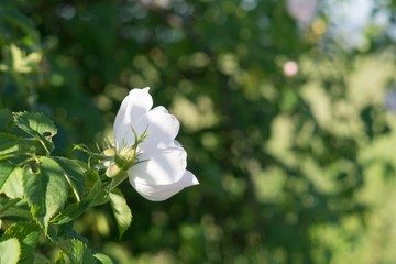 Rosehip flower