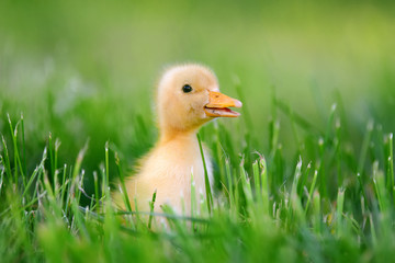Little duckling on green grass
