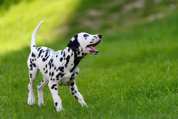 Obraz premium Dalmatian dog outdoors in summer