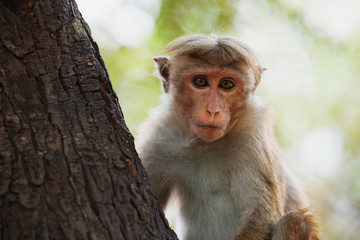 Monkey on the tree. Sri Lanka