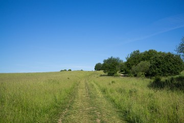 Magic trees and paths in the forest. Slovakia