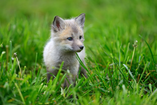 Baby Silver Fox