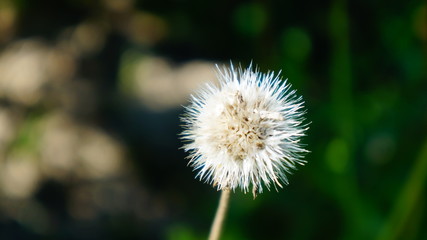 Polen Schrebergarten 