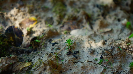 Schrebergarten in Polen