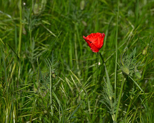 The closeup the bright red poppy in spring, wild flower blooms on a meadow.
