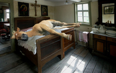 Schlafendes Pferd im Bett © Michael Rucker
