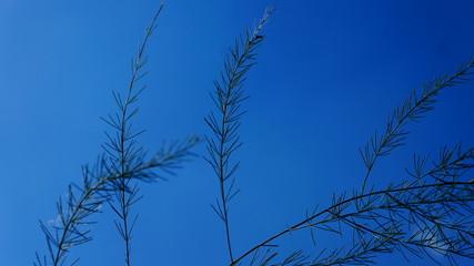 Schrebergarten in Polen