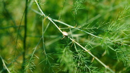 Schrebergarten in Polen