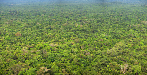 Fototapeta premium Rainforests. View from above. Panoramic photo. Sigiriya, Sri Lanka