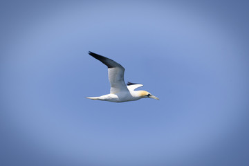 Fototapeta na wymiar A northern gannet flying over the channel