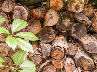 Old firewood, stacked in a pile. Wood texture