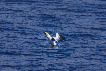 Fototapeta na wymiar A northern gannet trying to take off the sea