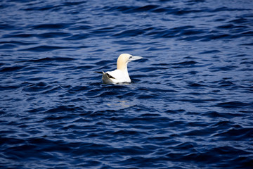 A northern gannet at sea near the so called birds island marine life reservation in northern Brittany