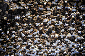 A cliff painted with gannet nests