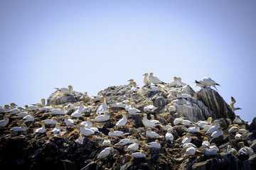 Top of the gannet cliff colony at the seven island bird reservation