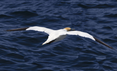 A northern gannet flying away for fishing