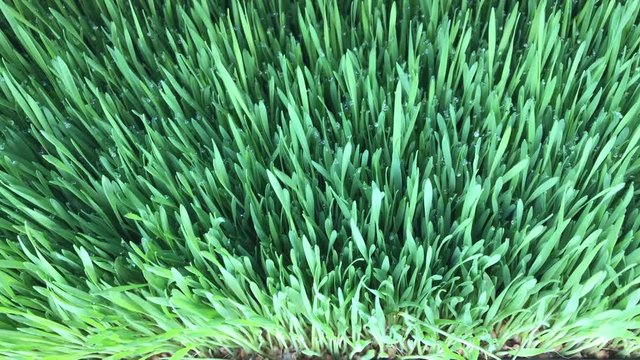 Sprouted seeds of cereals for feeding agricultural, domestic, exotic animals and poultry. In the form of a juicy green mat. Video shot on the iPhone 7 Plus