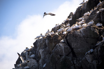A gannet trying to land on a cliff full of nests