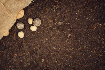 Raw, natural food background. Vegetables, carrot top view on natural soil background. Photograph...