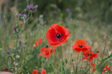 Red poppy flowers on the field