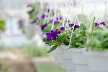 surfinias in hanging baskets