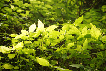 Green Leaves background