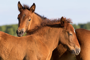 Portrait of two sorrel foal