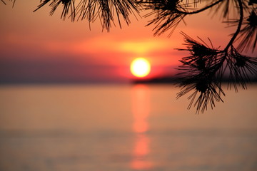 Obraz premium Sonnenuntergang mit Pinien