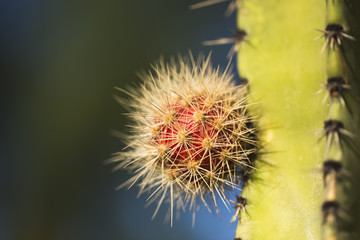 A small sprout of cactus on a large trunk.
