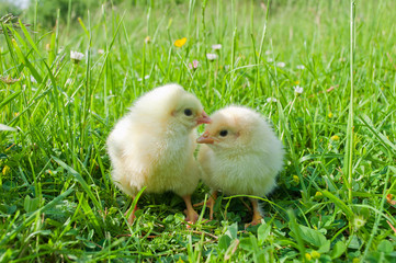 Two small white chicks in green grass