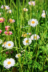 Obraz premium beautiful meadow flowers