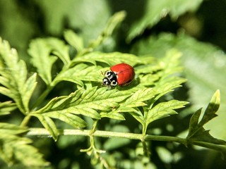 Ladybug on a Leaf