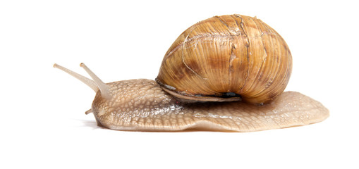 Crawling snail isolated on a white background
