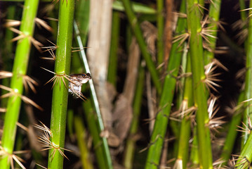 Jungle frog