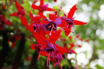 Fuchsie Nachtkerzengewächs