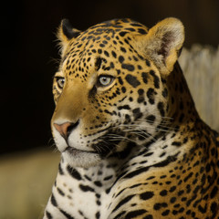 Jaguar Close Up