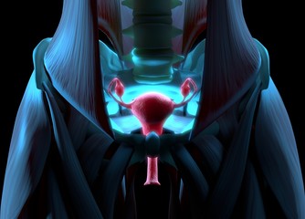 Uterus and ovaries. Female reproductive system. 3d illustration