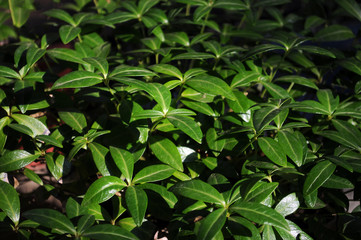 Full Frame Shot Of Leaves
