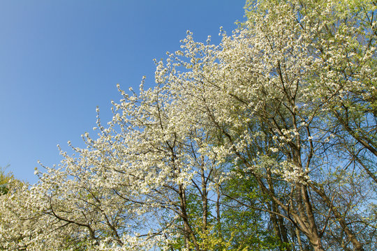 Obstbaumblüten