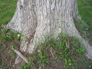 Tree root