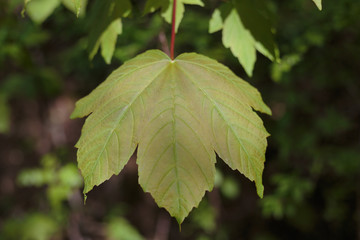 Botanical Garden, Iasi, Romania