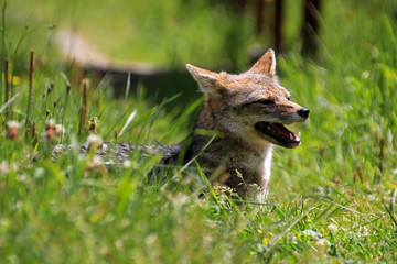 Andean fox, lycalopex culpaeus, also known as culpeo, zorro culpeo or andean wolf. Carretera Austral Chile