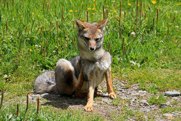 Andean fox, lycalopex culpaeus, also known as culpeo, zorro culpeo or andean wolf. Carretera Austral Chile