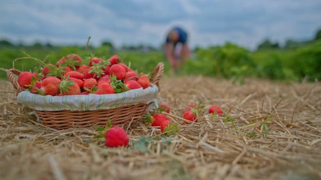 Strawberries in basket on strawberry field