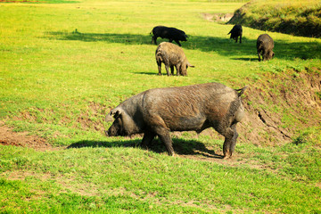 muddy pigs