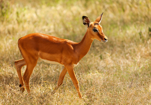Impala with glossy coat walking in arid savannah