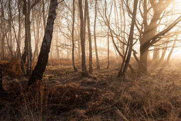 Morning mist in a silver birch forest on Wimbledon Common
