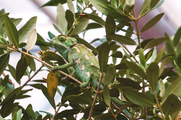 Grußkarte - Chamelon - Chamäleon