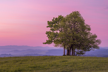 Fototapeta na wymiar Lonely tree on Grandeus mountain, Poland landscape, Spisz