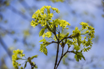 Spring blossoming of the norway maple tree, Acer platanoides, close up shot against blurry branches and sky background